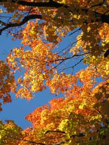 A photo looking up through bright yellow, orange, and red autumn
 leaves of a sugar maple tree, to a clear blue midday sky, in the
 Northeastern United States in Autumn.